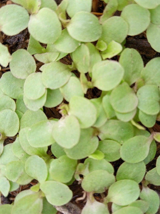 Lettuce Red Microgreen Seeds-Open Pollination