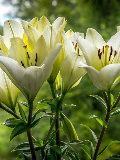 Asiatic Lily  White Flower- 3 Bulb