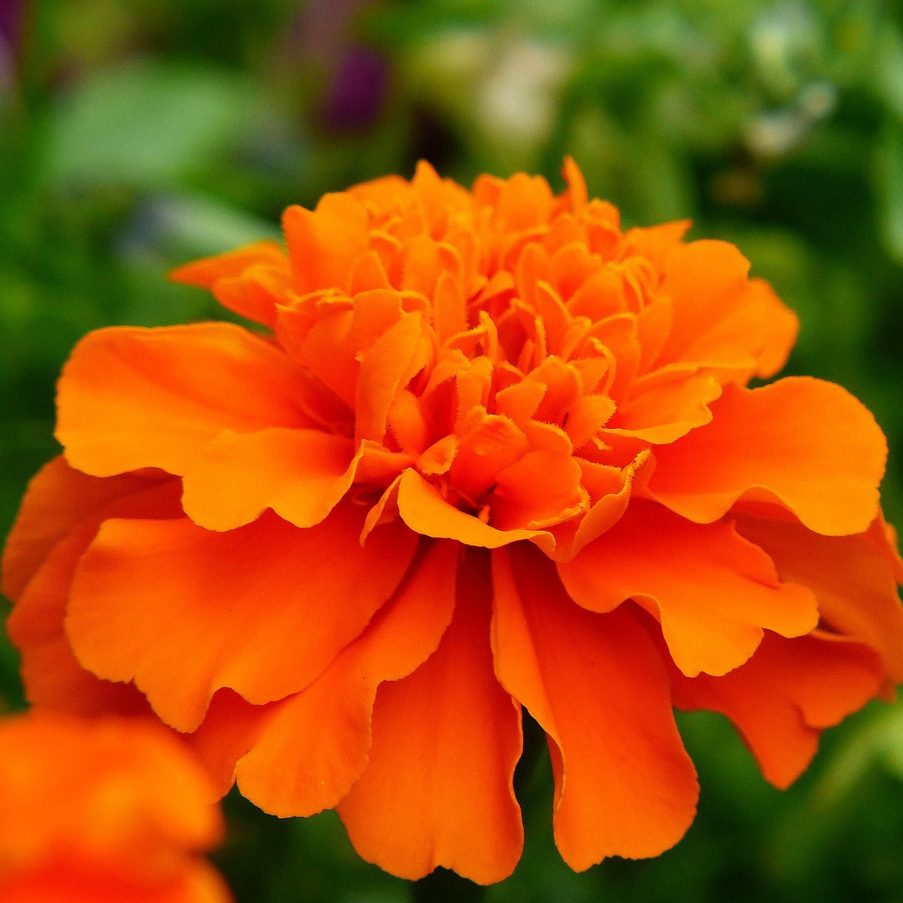 Marigold Dwarf Mixed Seeds