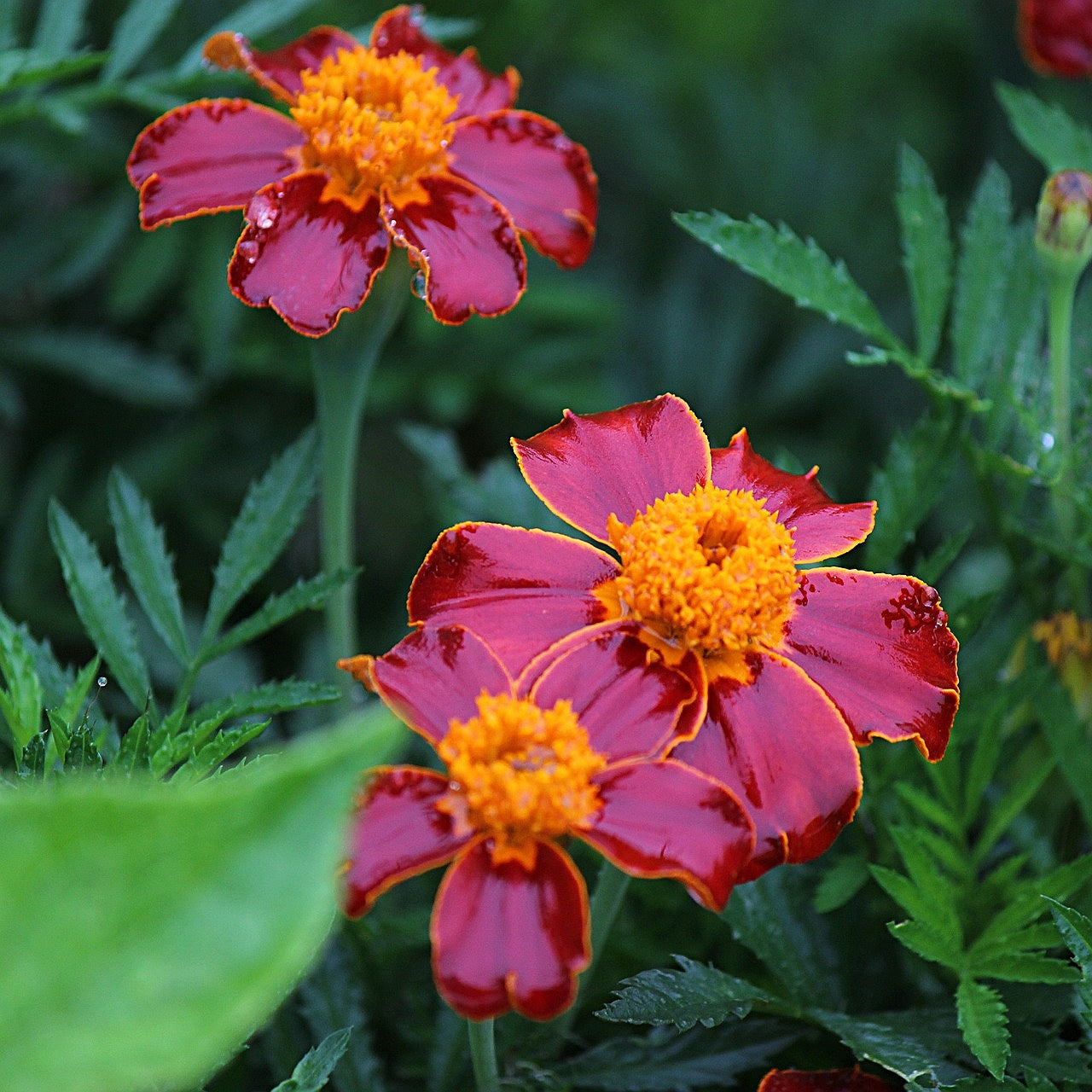 Marigold Dwarf Mixed Seeds