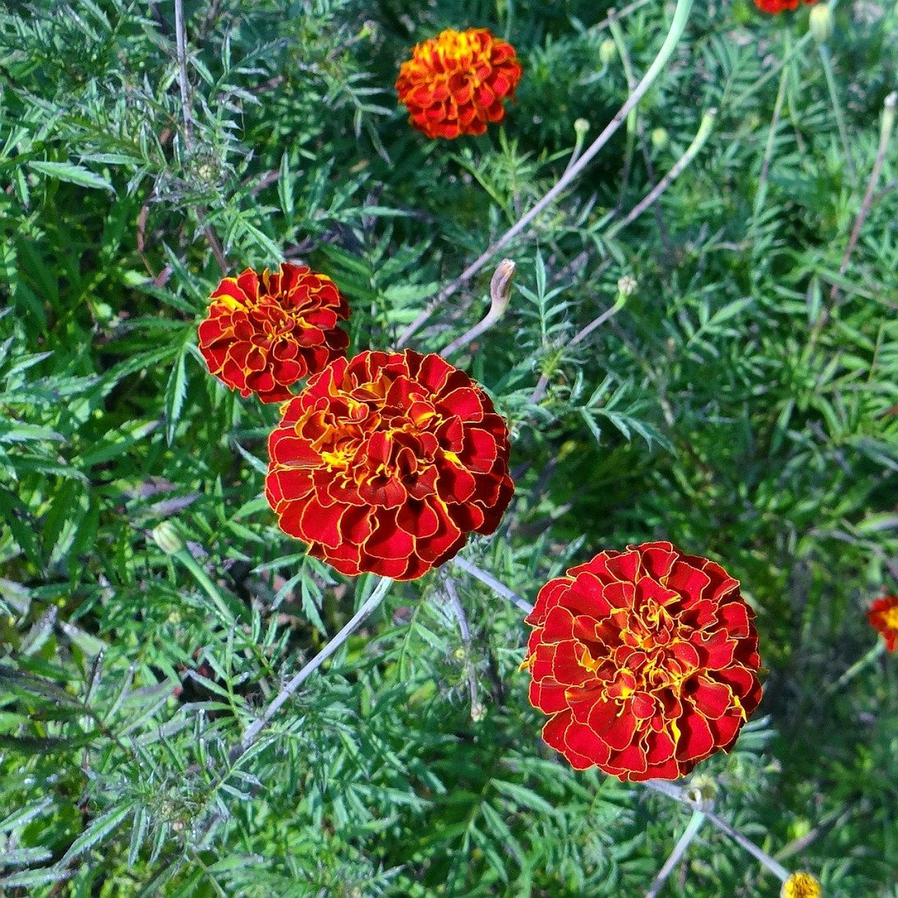 Marigold Dwarf Mixed Seeds