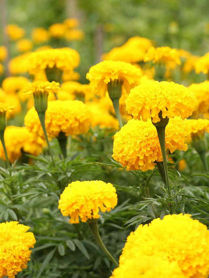 Marigold Double Dwarf
Yellow