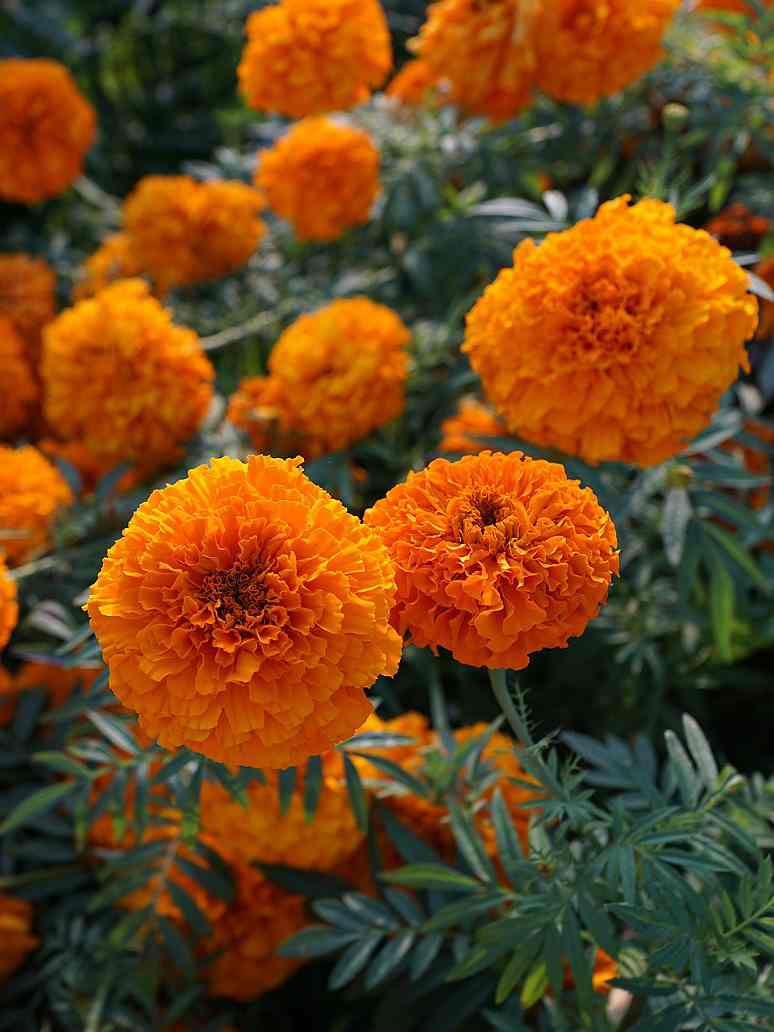 Marigold Double Dwarf Orange-Hybrid Seeds