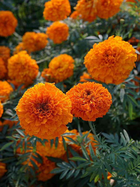 Marigold Double Dwarf Orange-Hybrid Seeds