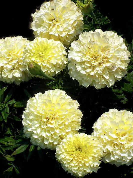 Marigold Double Dwarf White-Hybrid Seeds