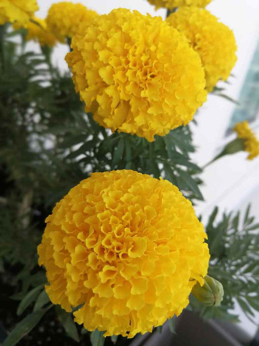 Marigold Double Dwarf Yellow - Hybrid Seeds