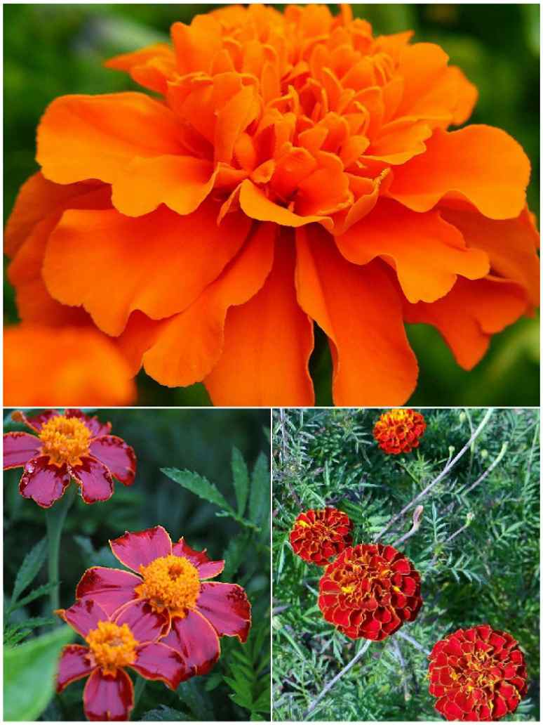 Marigold Dwarf Mix-Seeds