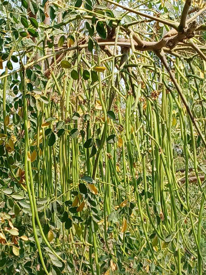 malunggay seeds for planting Moringa Seeds – seed and plant