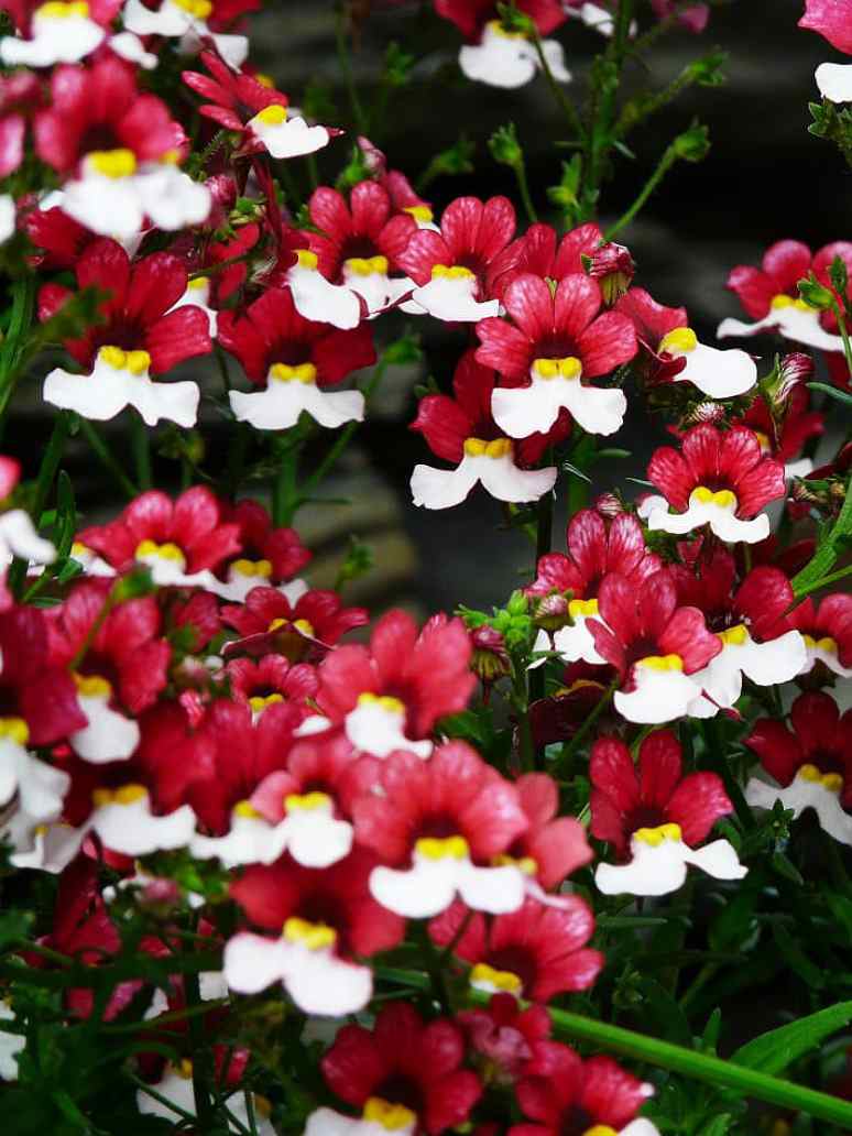 Nemesia Red and ﻿White-Seeds