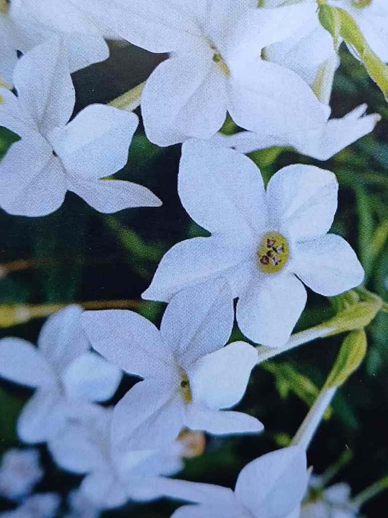 Nicotiana White Flower-Hybrid Seeds