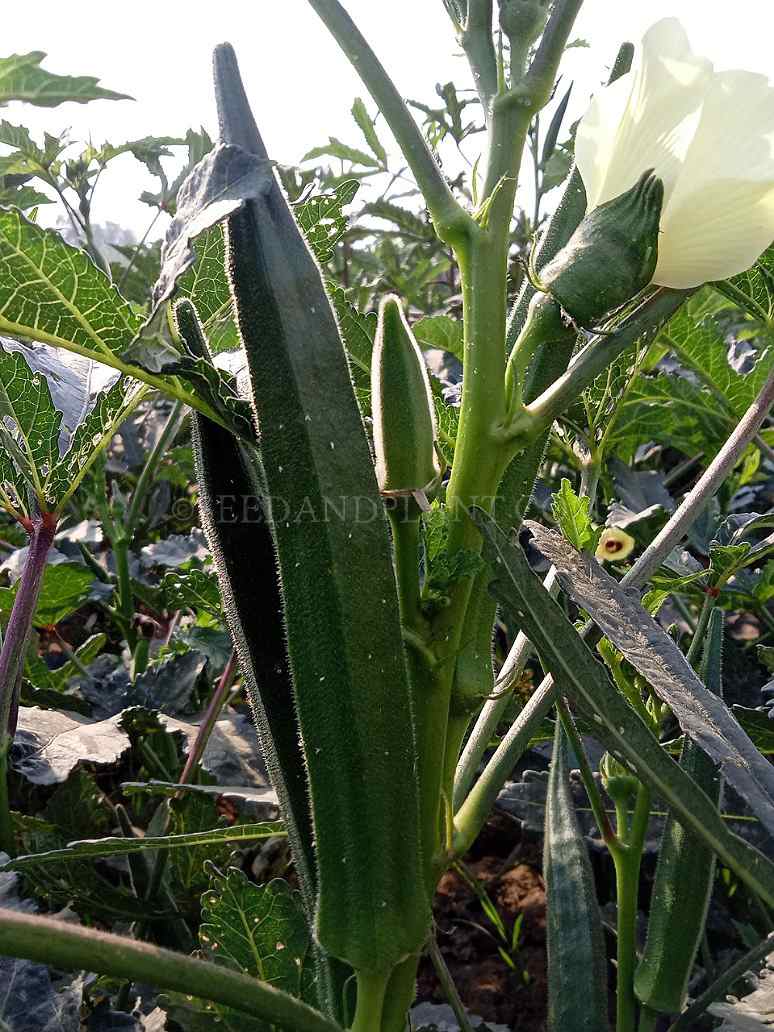 Desi Bhendi or Okra - Open Pollination Seeds