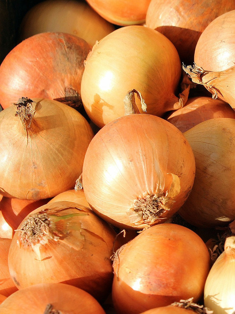 Onion Golden Seeds