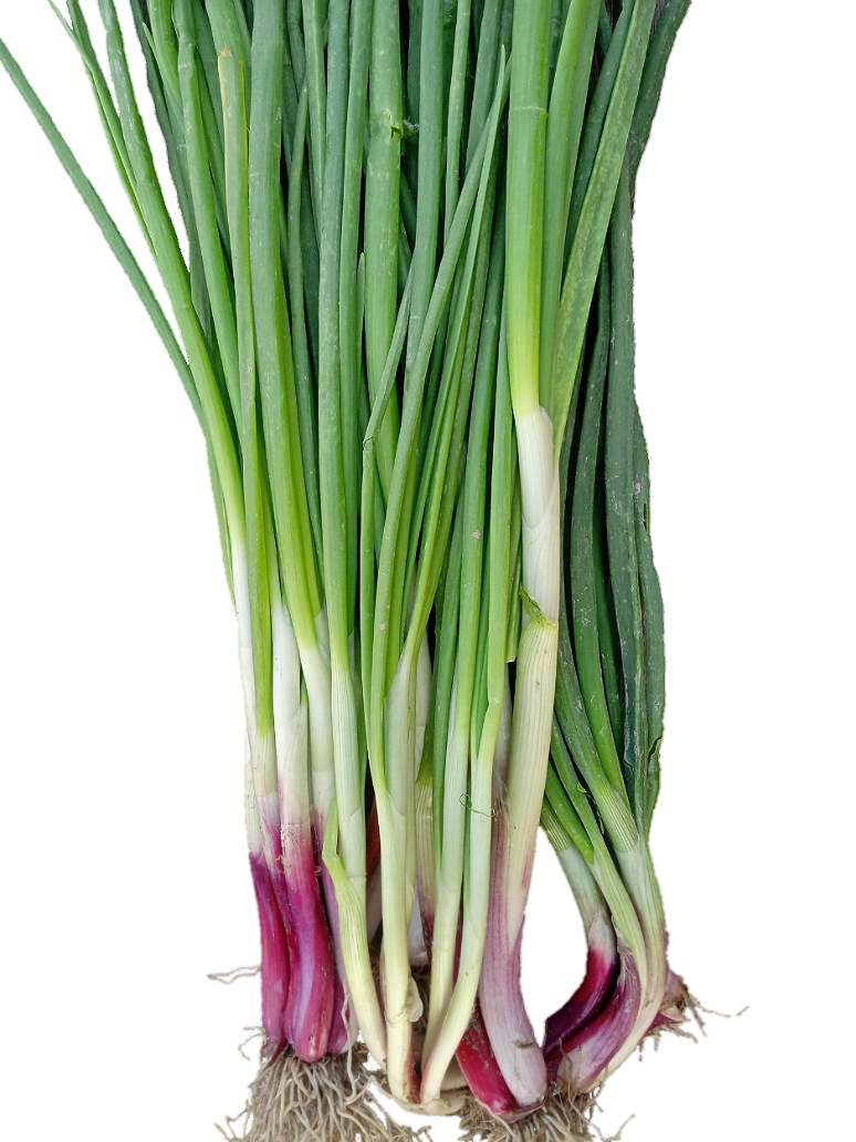 Onion Green Leaves Seeds (Open Pollination)