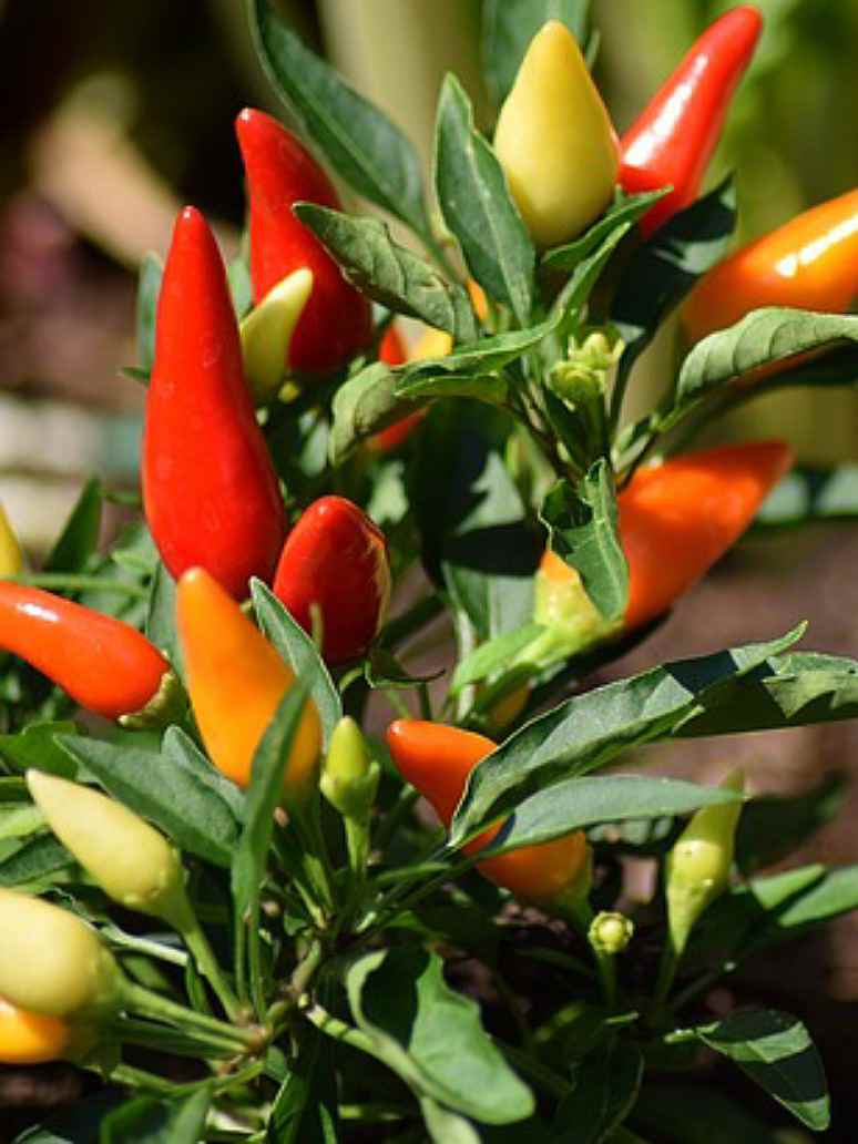 Ornamental Chilli Choice Pointed Mix Seeds-(Open Pollinated)