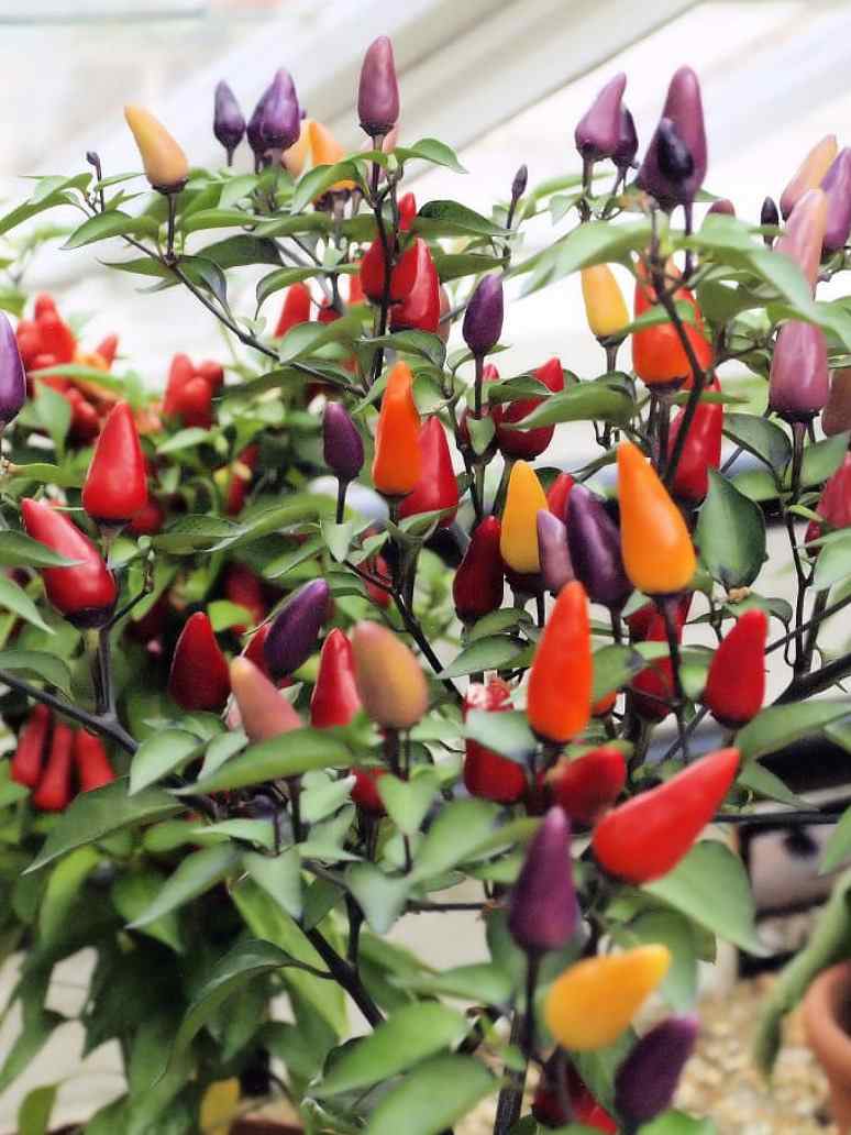 Ornamental Chilli Choice Round Mix-Seeds (Open Pollinated)