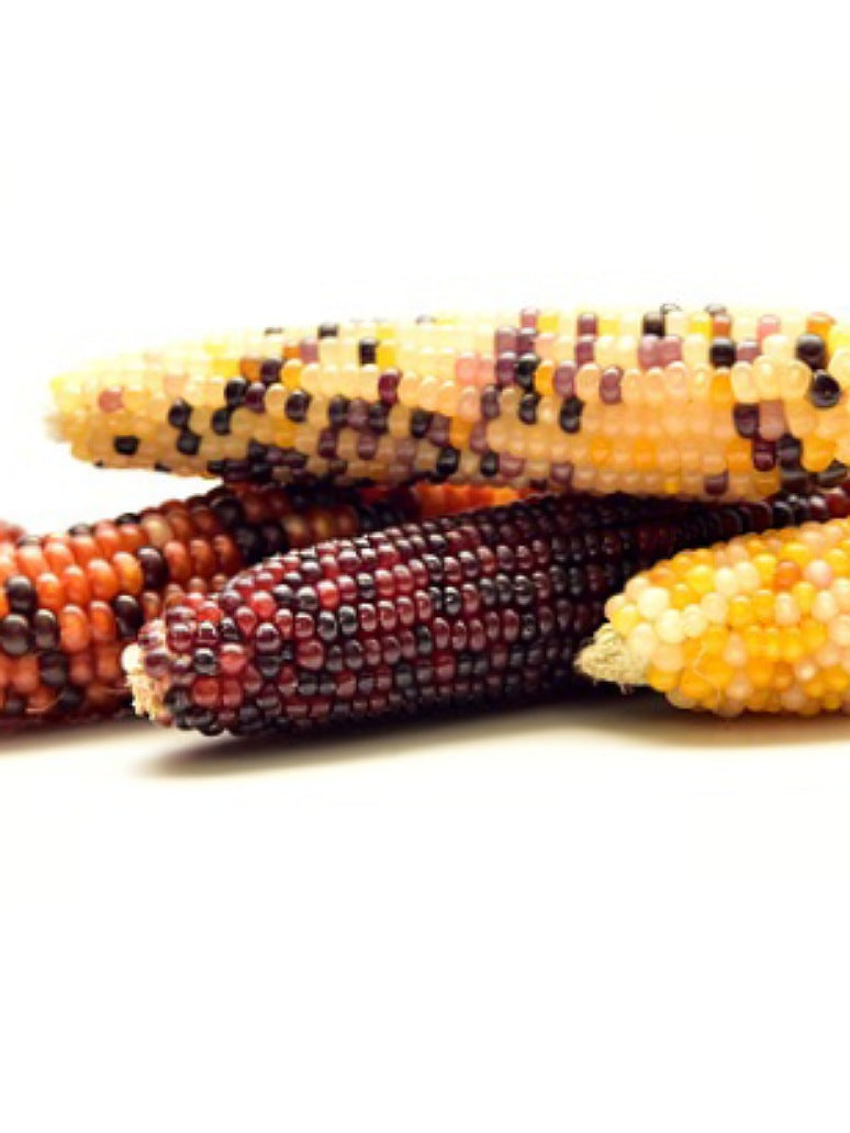Multicolor Maize Ornamental Multicolor Corn Seed-(Open Pollinated) – seed and plant