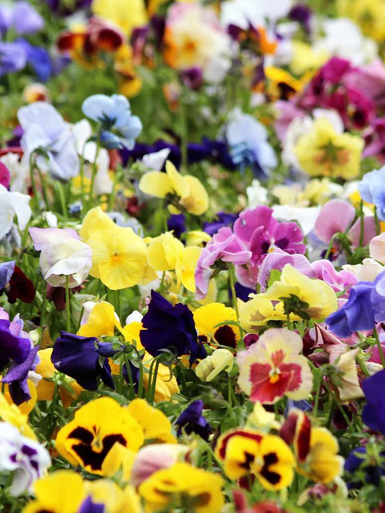 Pansy Swiss Giant ﻿Mix- Seeds