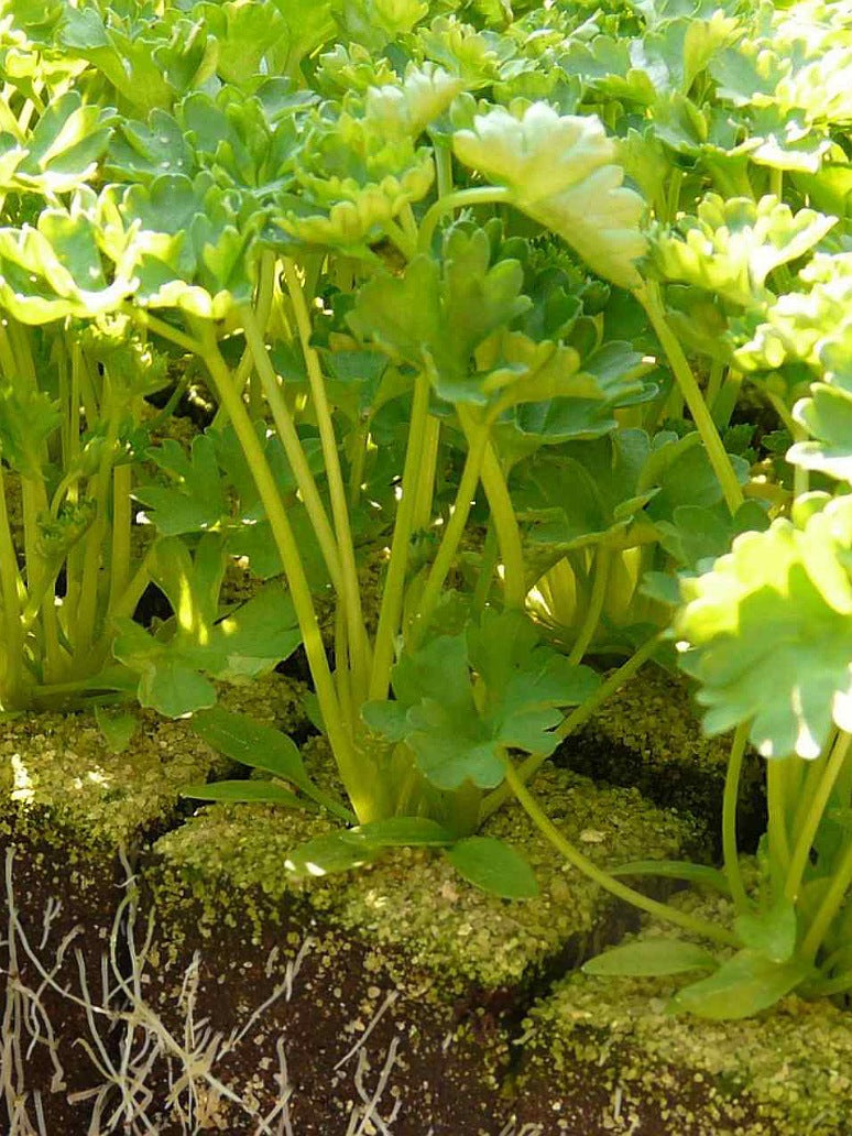 Parsely Gigante D'Italia Seeds