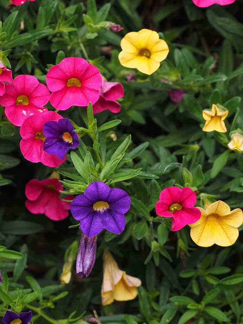 Petunia Nana Compacta ﻿ Mix-Seeds