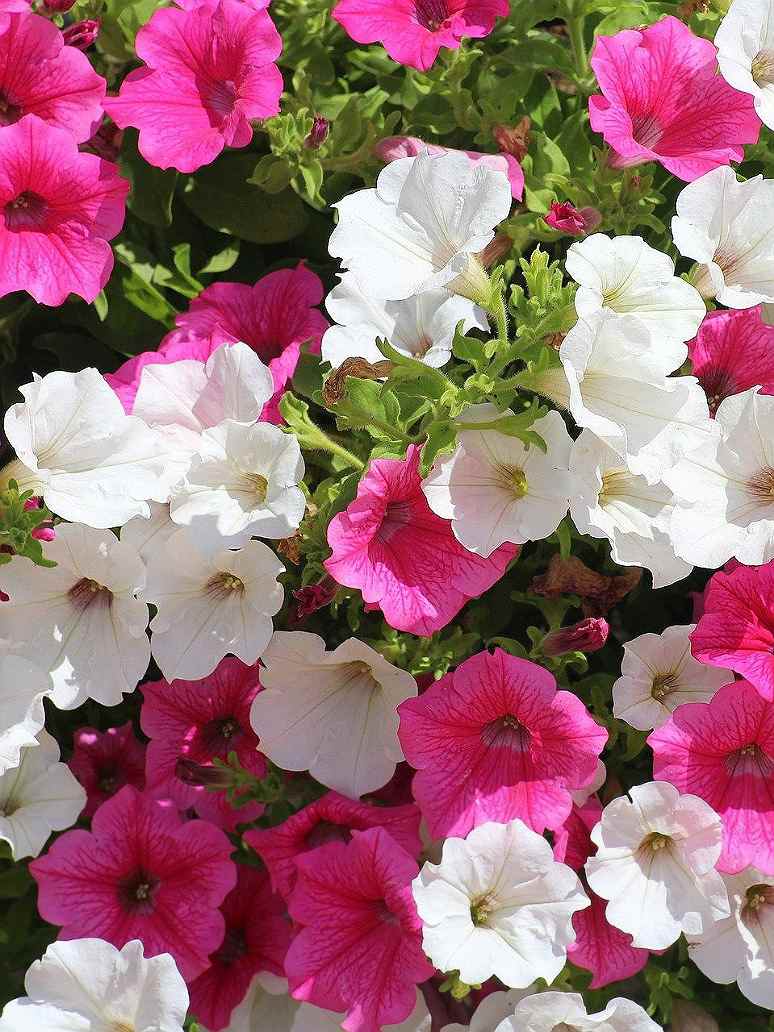 Petunia Nana Compacta ﻿ Mix-Seeds