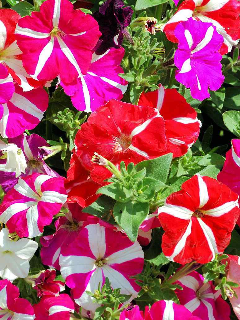 Petunia Star Flower Mix Seeds