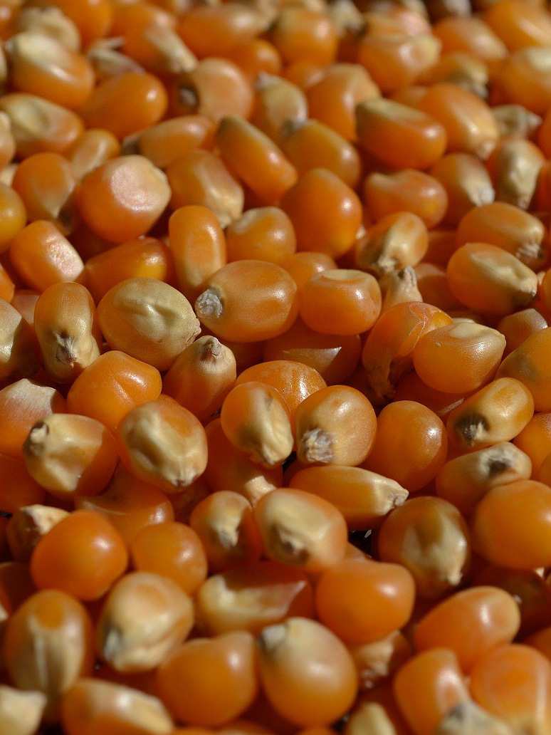 Popcorn Maize - Hybrid Seeds