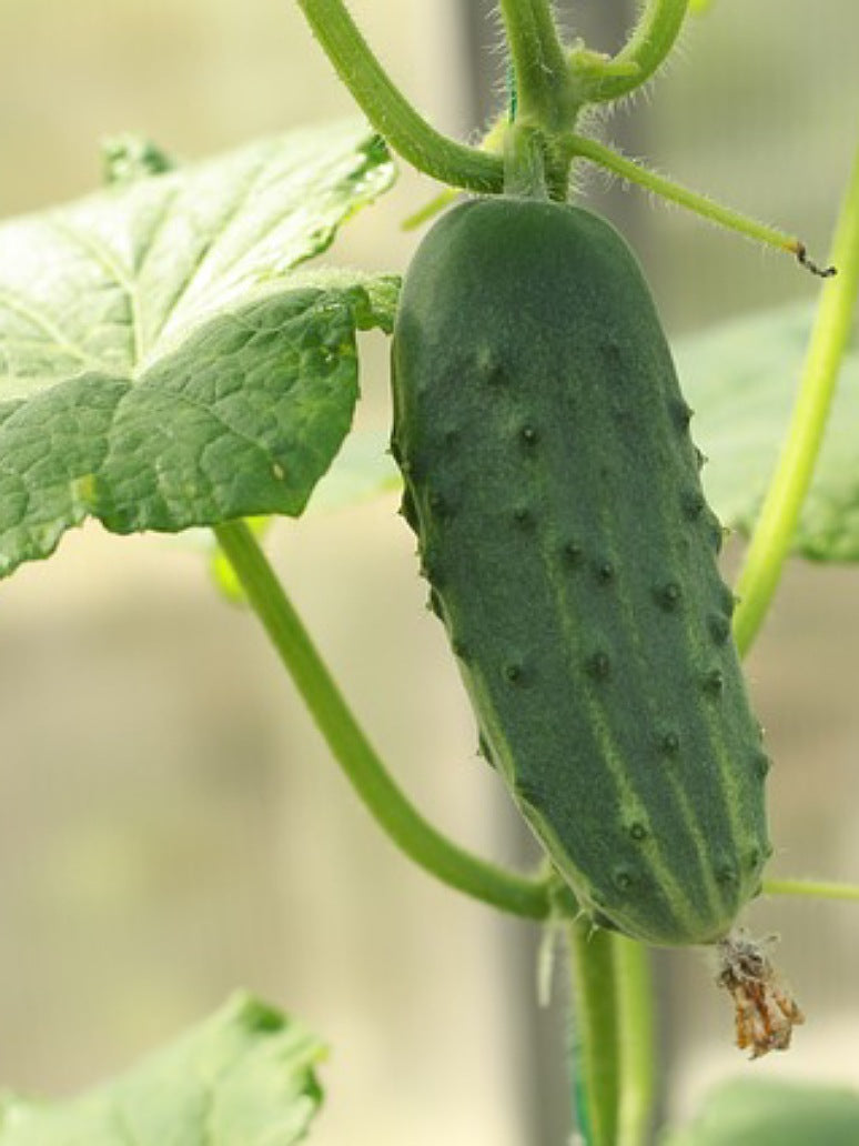 Prickly Cucumber-Katedaar Kheera