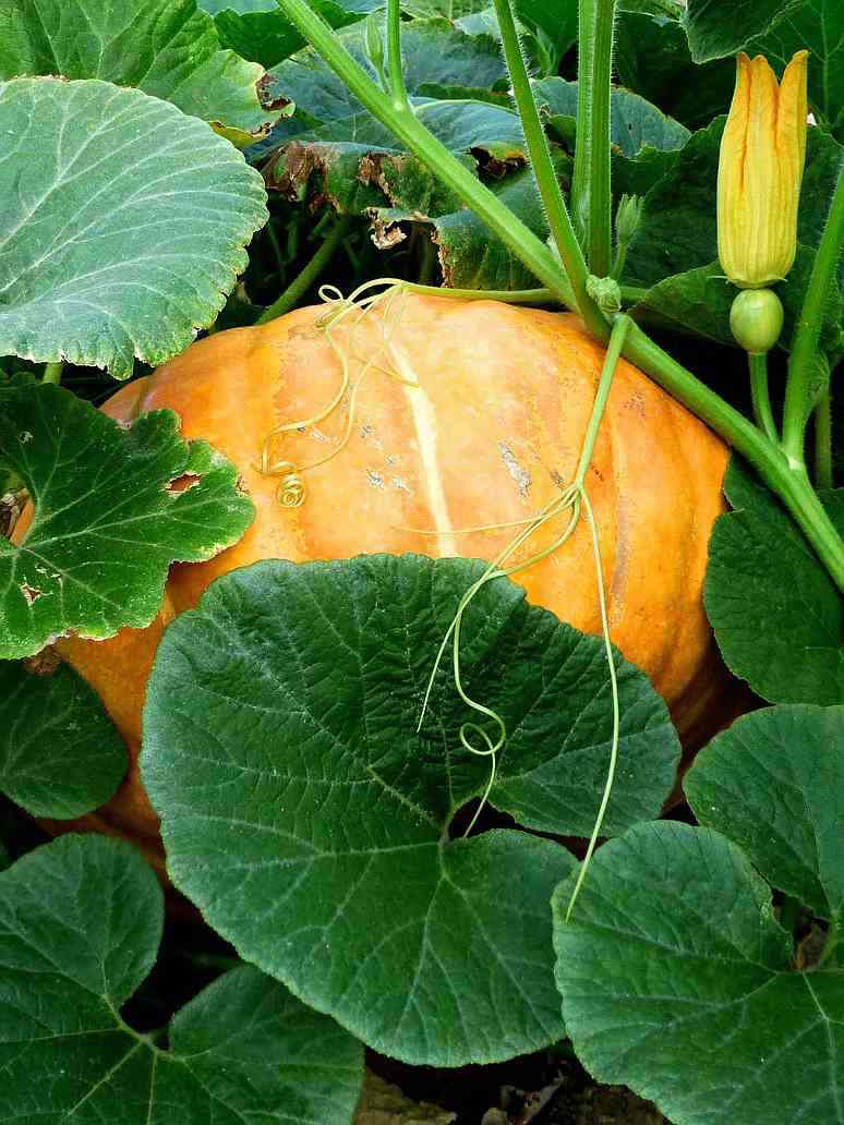 Open Pollination Pumpkin Big Open Pollination Seeds β seed and plant