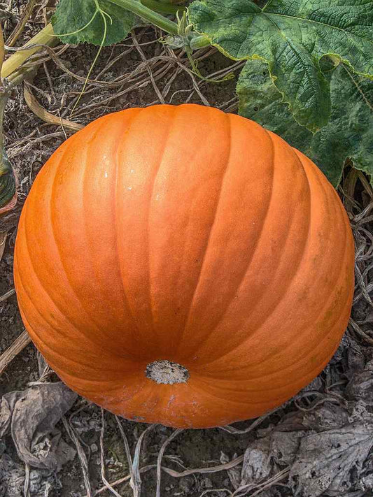 Pumpkin Seeds-Hybrid