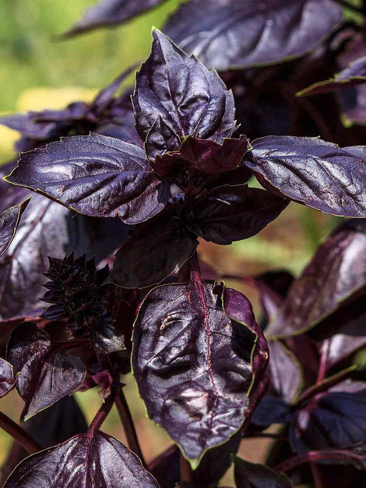 Purple Basil-Seeds