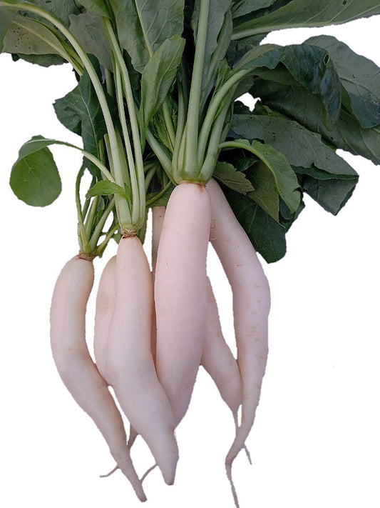 Radish Long White-Hybrid Seeds