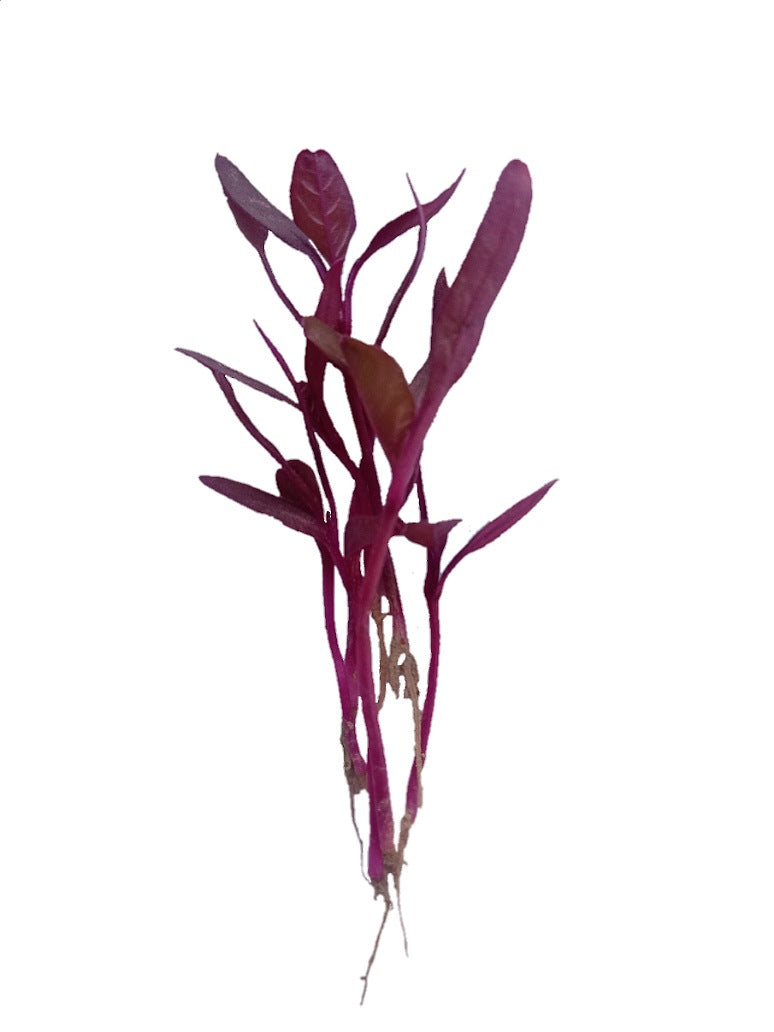Red Amaranthus Microgreen Open Pollination Seeds