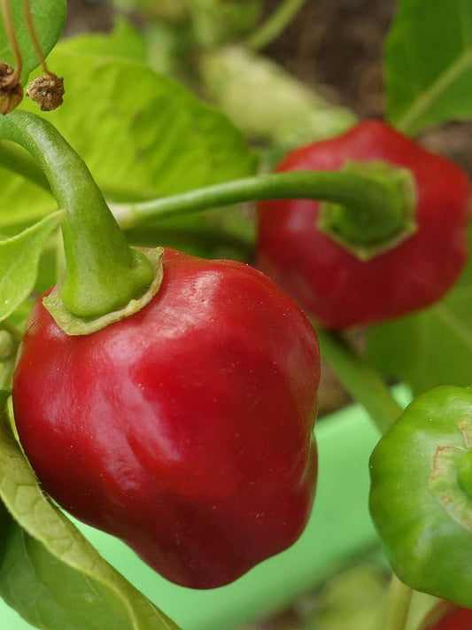 Red Capsicum - Open Pollination Seeds