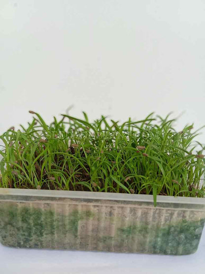 Desi Red Carrot-Microgreen Seed-(Open Pollinated)
