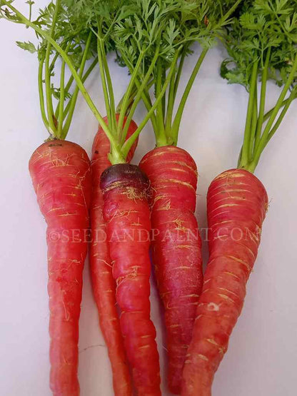 Desi Carrot Red - Open Pollination Seeds