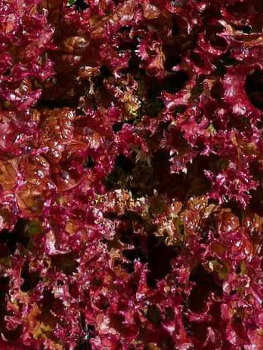 Red Lettuce Seeds-(Open Pollinated)