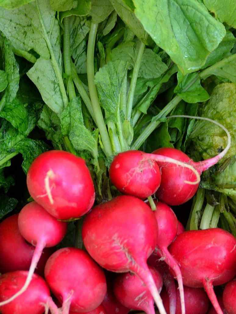 Red Radish Round Seed-(Open Pollinated) – seed and plant