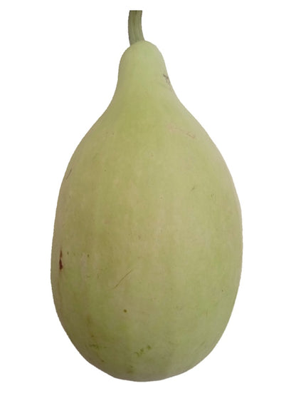 Round Bottle Gourd Seed Open Pollination