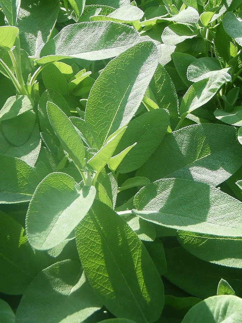 Sage Plant Seeds – seed and plant