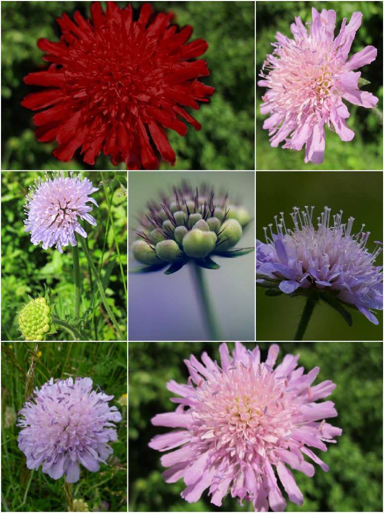 Scabiosa Tall Double ﻿Mix-Seeds