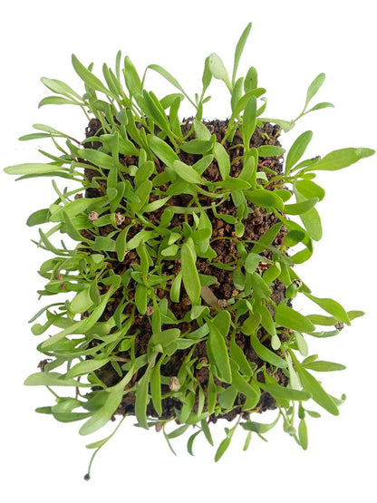 Green Spinach-Palak Microgreen - Seeds