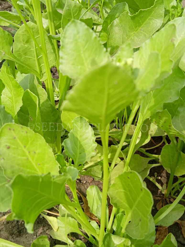 Spinach Seeds (Open Pollinated)