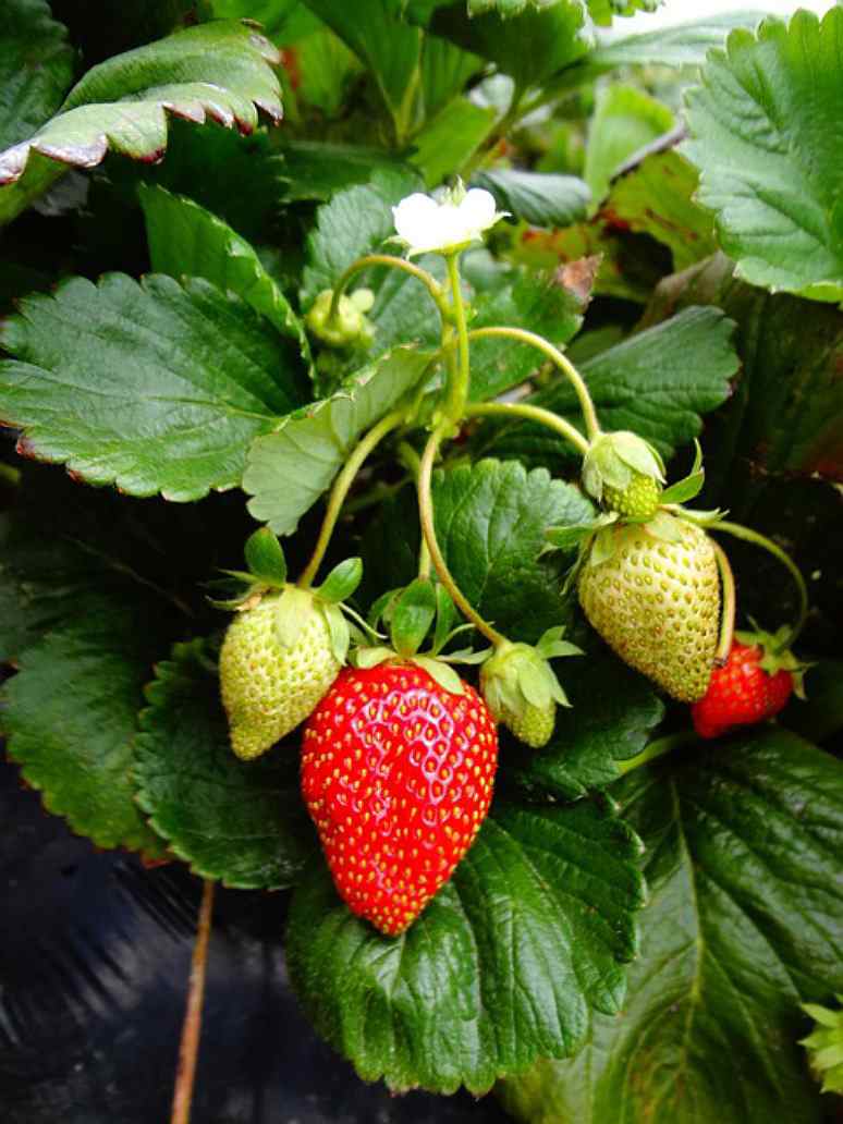 Strawberry -  Hybrid Seeds