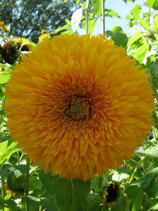 Sunflower Teddybear Seeds