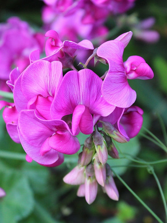 Sweet Peas Seeds