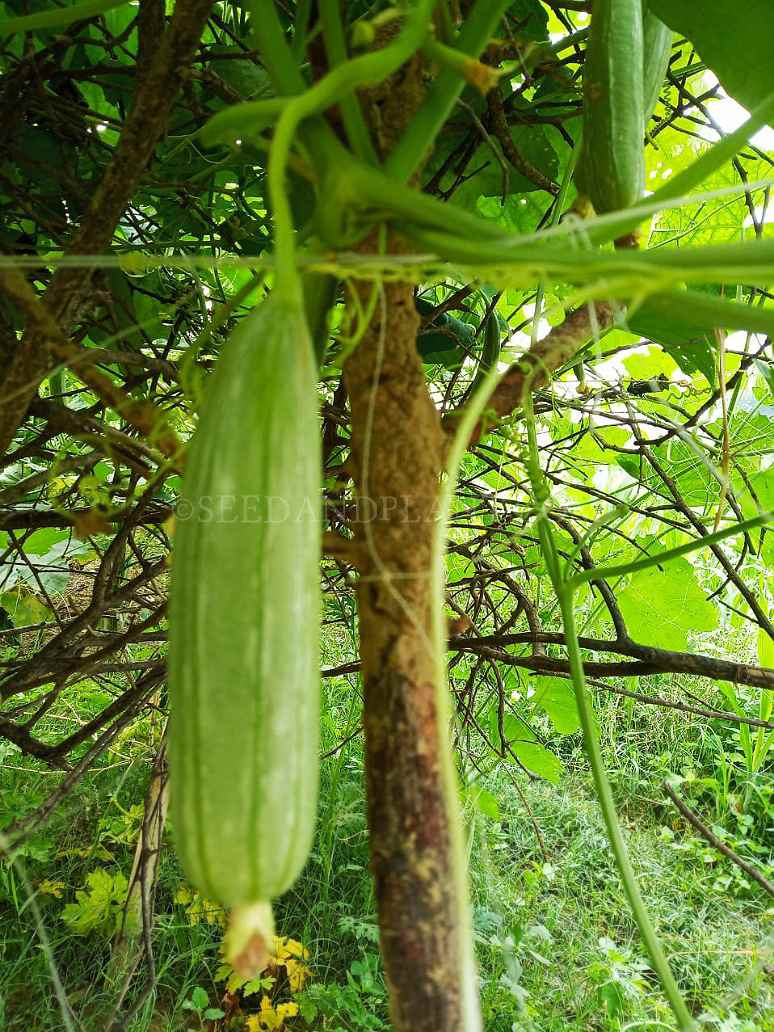 Sweet Sponge Gourd ( Satputia) Seed (Hybrid)