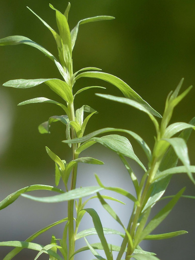 Tarragon Seeds