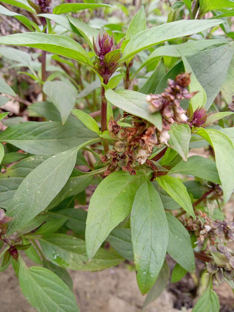 Thai Basil Plant Seed Open Pollination