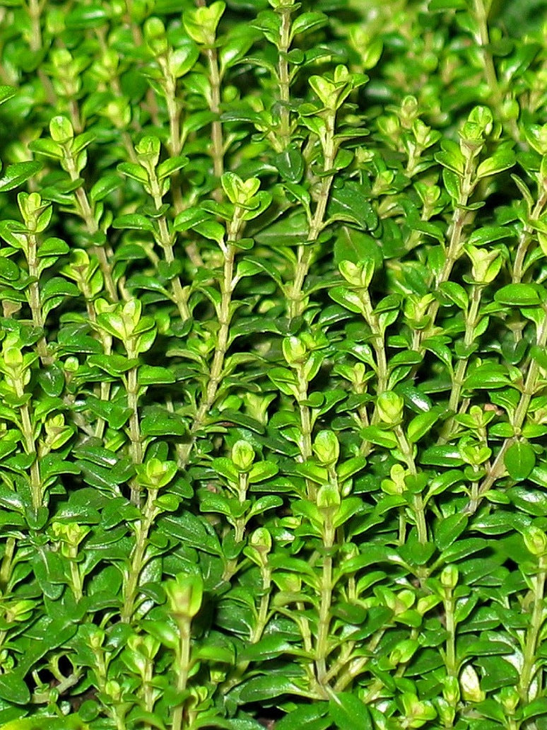 Thyme Seeds