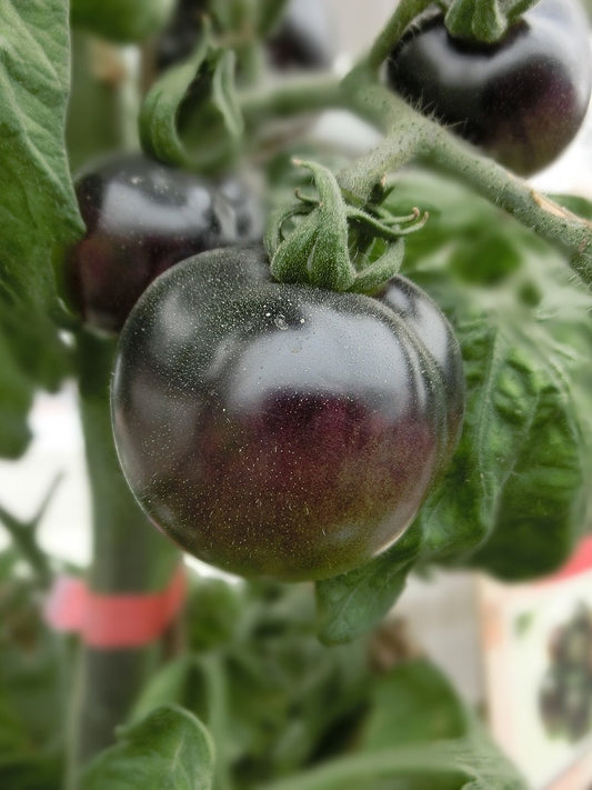 Cherry Tomato Dark Purple Seeds-Hybrid